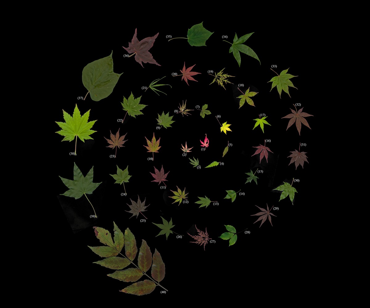 车轮型叶型多样性 — Leaf Morphological Diversity across Acer and Dipteronia