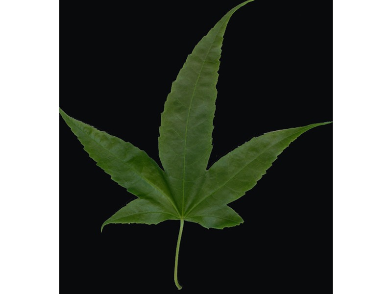 秀丽槭叶标本