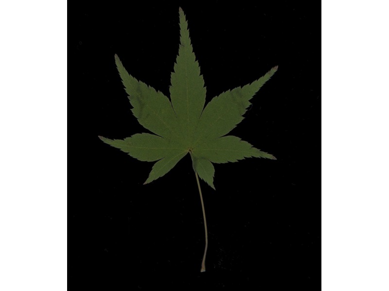 鸡爪槭叶标本