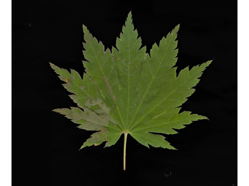 紫花槭叶标本