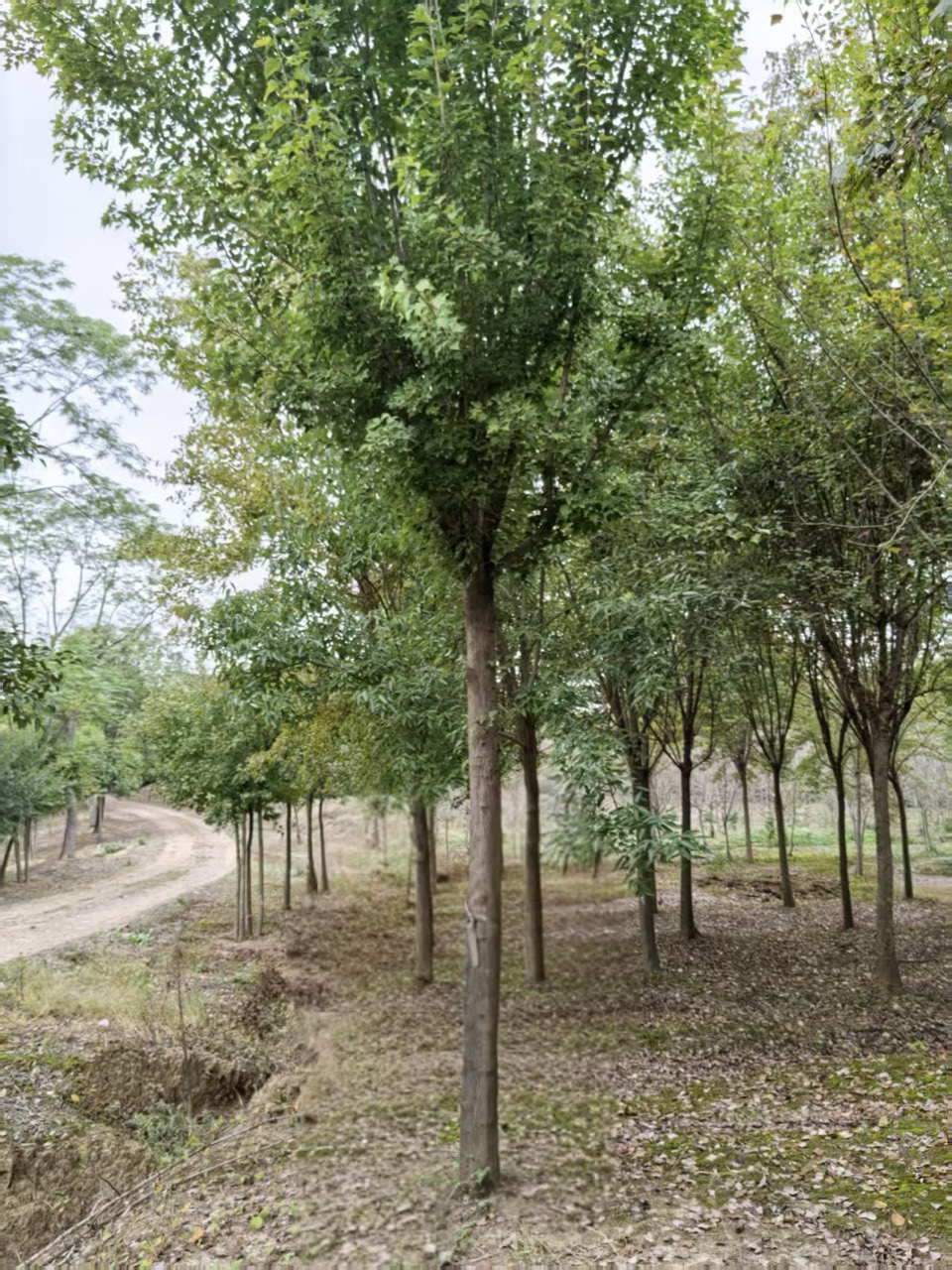 Pax's Maple whole plant