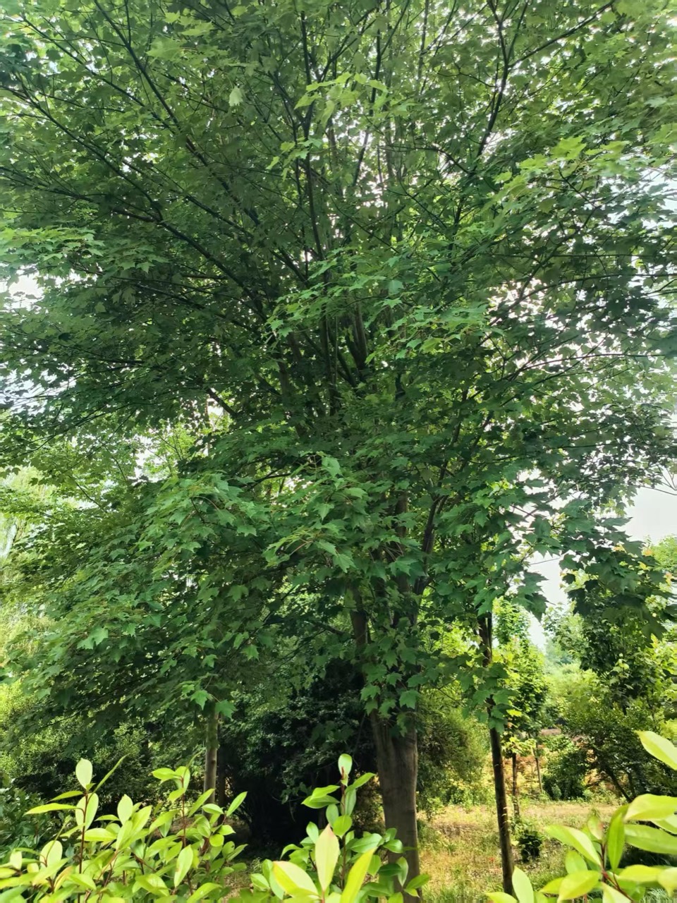 Red Maple whole plant