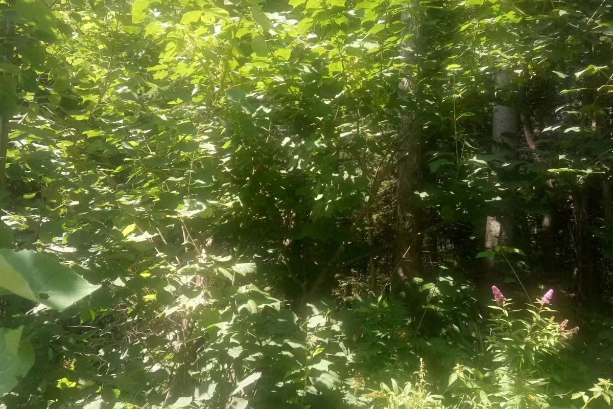 青楷槭整株